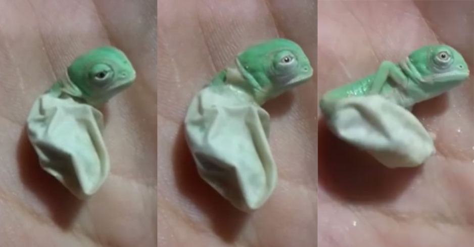 Chameleon Baby Schlupft Und Begeistert Die Welt Weekend